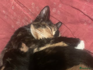 Mixed Breed cats 4 Kittens for sale - Advert 2