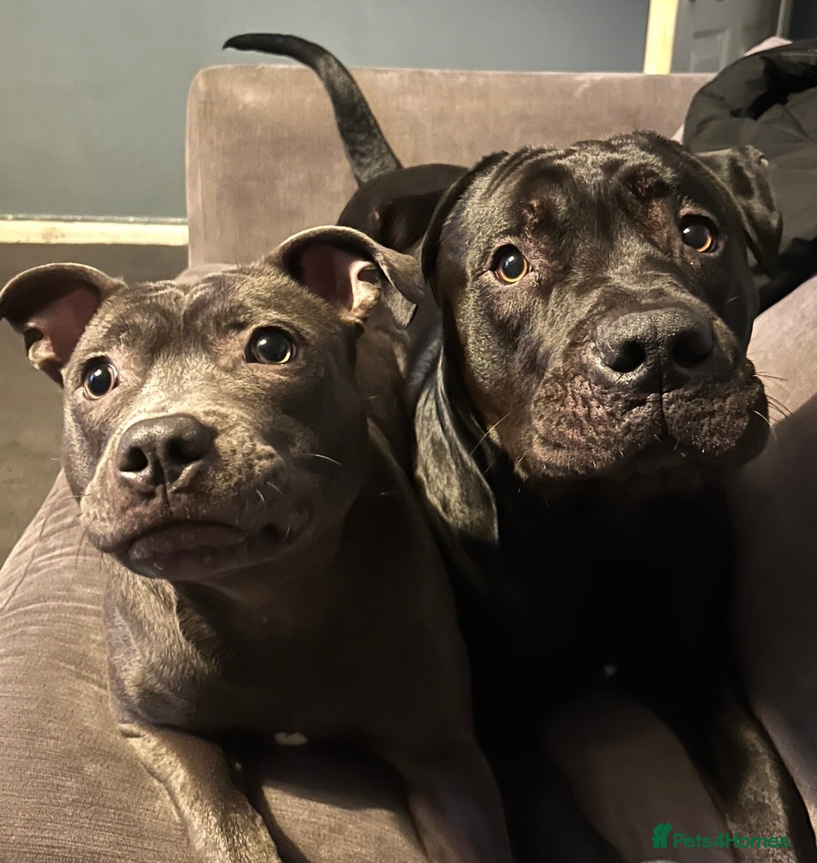 Mixed Breed dogs Staffordshire bull terrier X Cane corso puppies - Advert 8