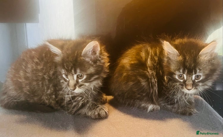 Mixed Breed cats - Advert 13