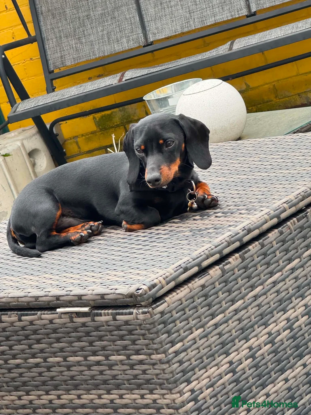 Miniature Dachshund dogs for stud: FOR STUD in Reading - Advert 2