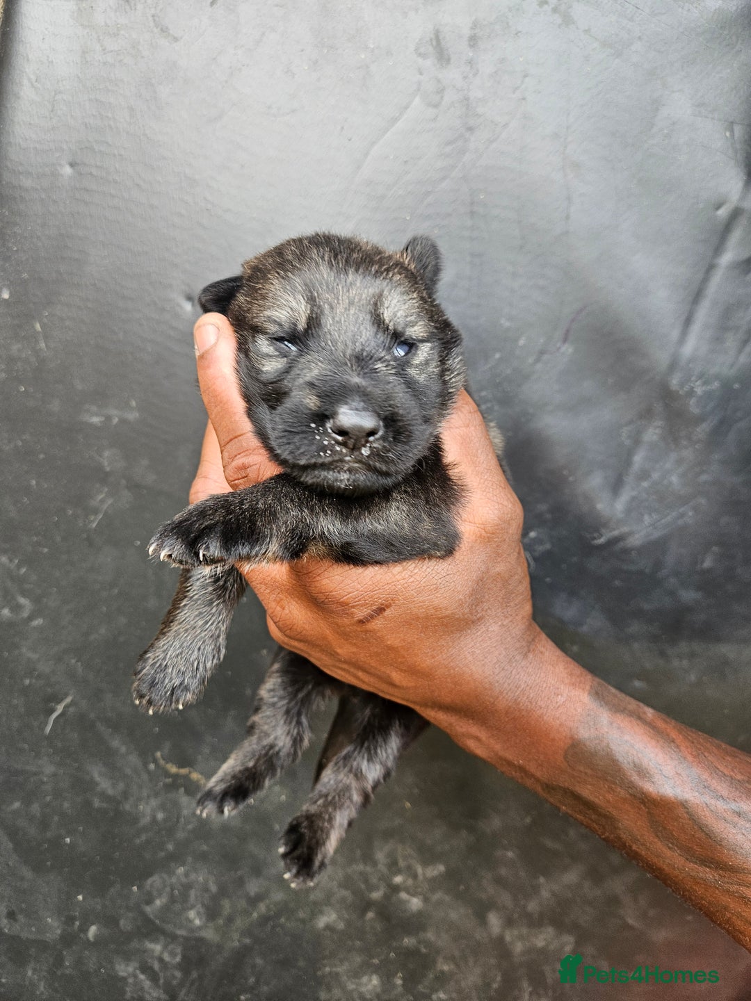German Shepherd dogs for sale: German Shepherd Puppies - Image 2