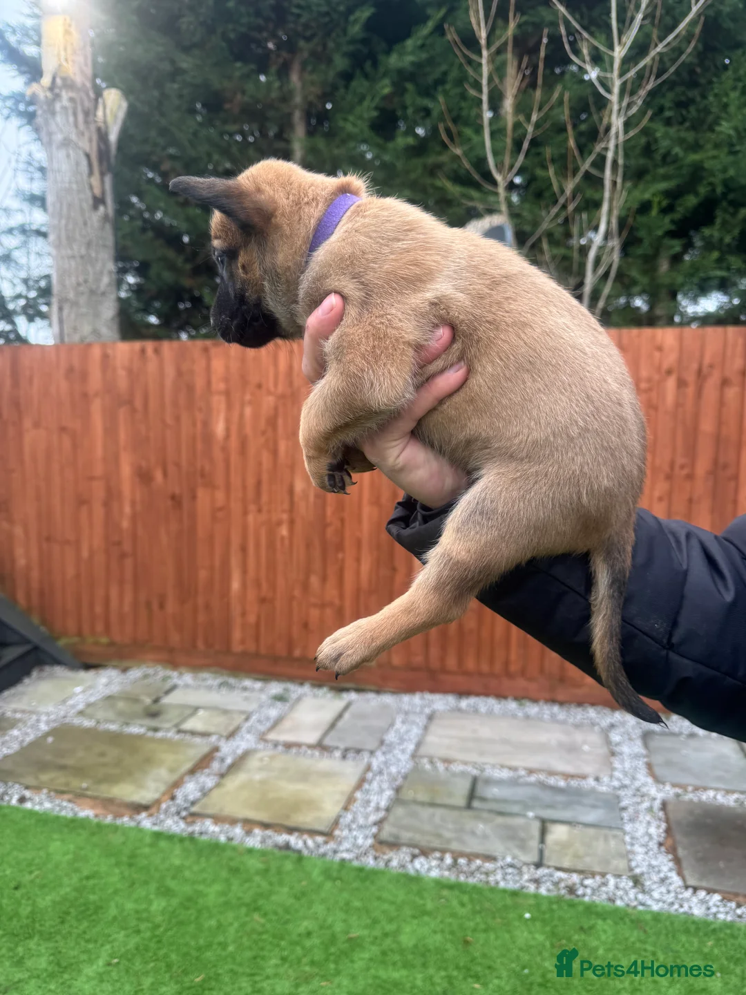 Belgian Shepherd Dog dogs for sale: Belgian Malinois Puppies - Advert 12