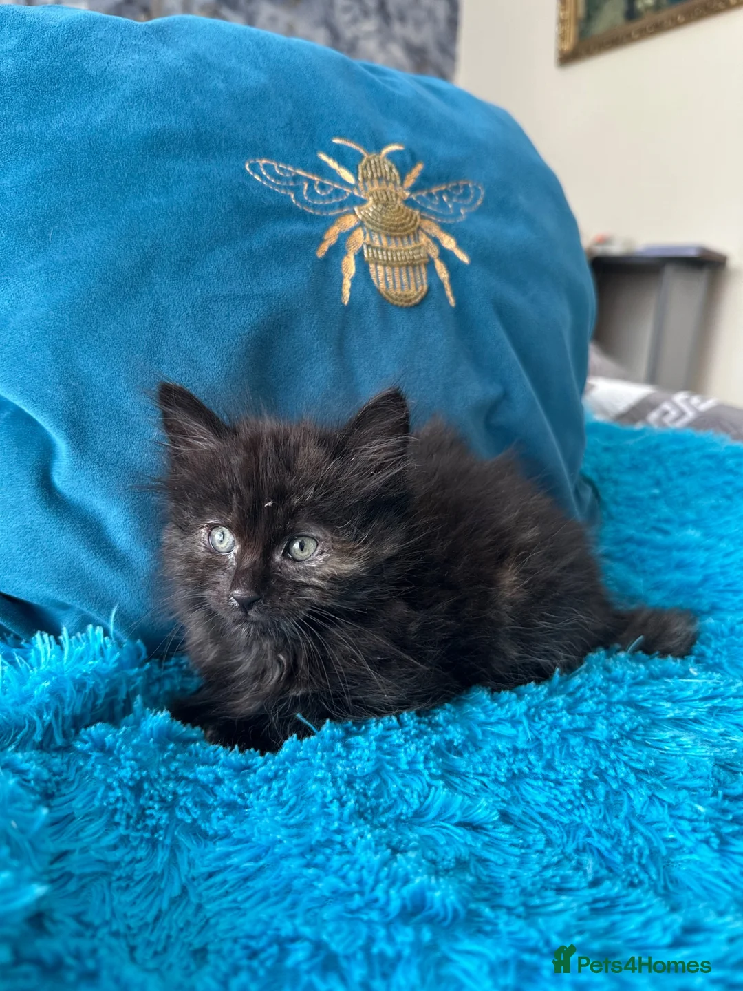 Mixed Breed cats for sale: 🐾 3 beautiful fluffy girls looking for new home . - Advert 12