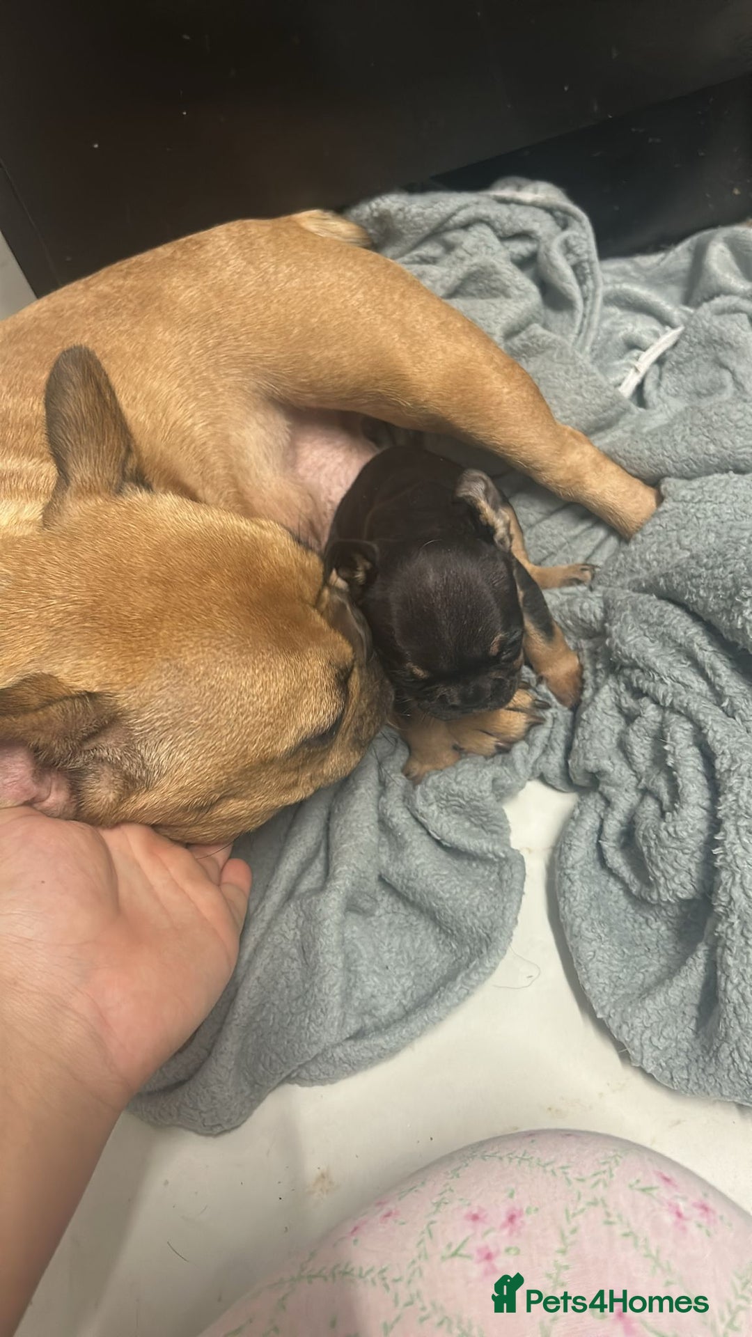 French Bulldog dogs for sale: Exotic French bulldog  - Advert 1