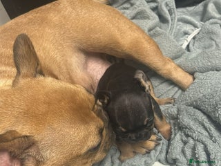 French Bulldog dogs Exotic French bulldog - Advert 2