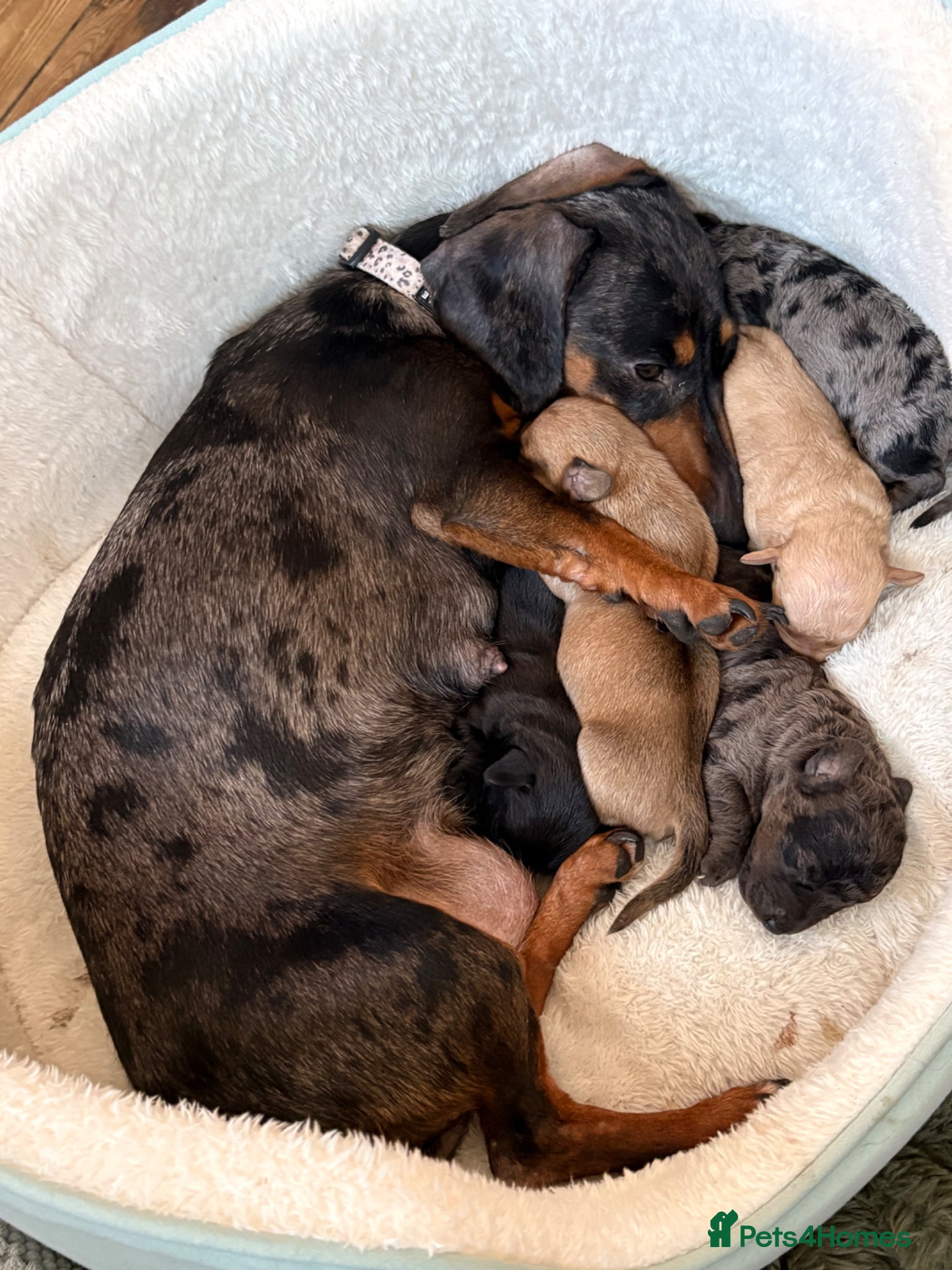 Doxiepoo dogs 1 - male 4 - bitch Doxiepoos  - Advert 2