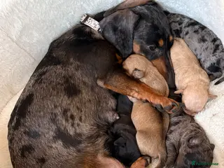 Doxiepoo dogs 1 - male 4 - bitch Doxiepoos - Advert 15