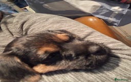 Border Terrier dogs for sale: Border Terrier KC registered 3x dogs for sale - Image 16