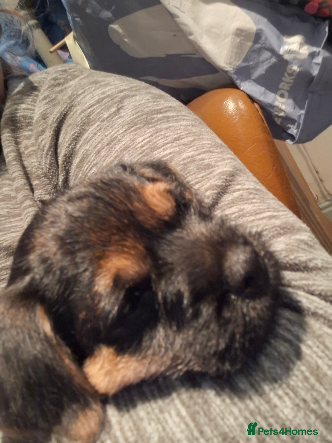 Border Terrier dogs for sale: Border Terrier KC registered 3x dogs for sale - Image 16
