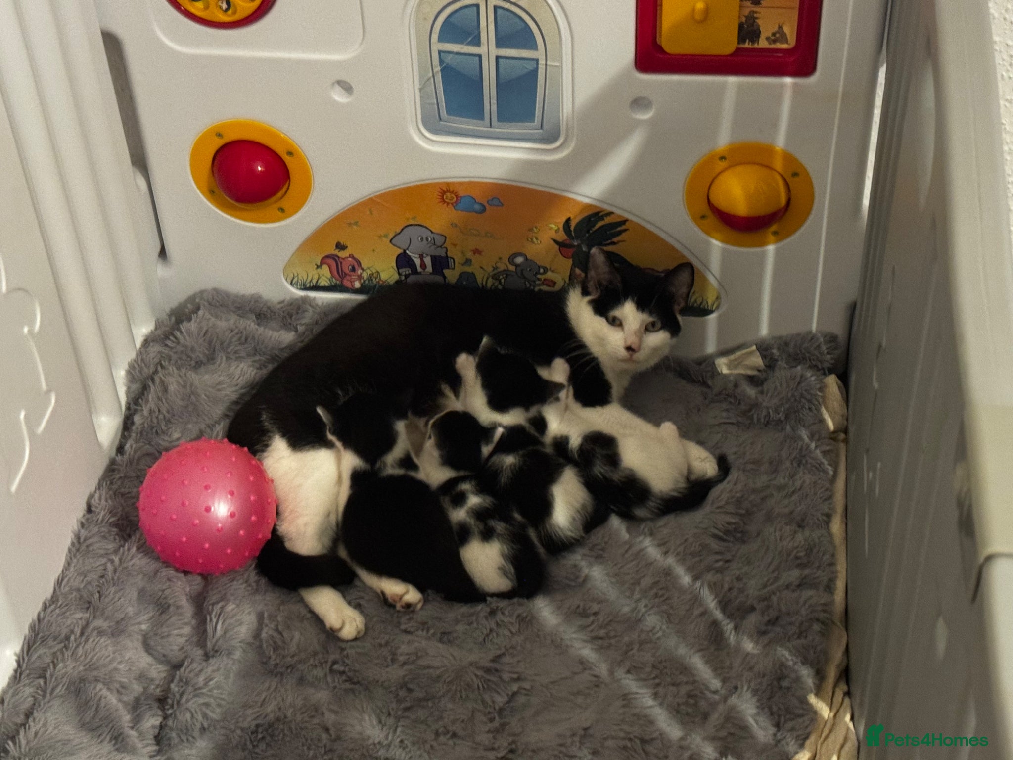 Mixed Breed rabbits Black and white kittens  - Advert 16