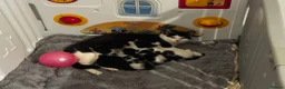 Mixed Breed rabbits for sale: Ready to go kittens  - Advert 11