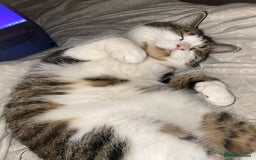 Domestic Shorthair cats for sale: Needs a forever loving home - Image 9