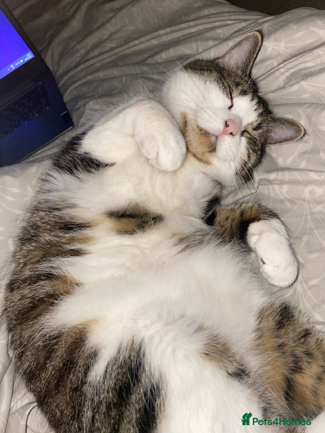 Domestic Shorthair cats for sale: Needs a forever loving home - Image 9