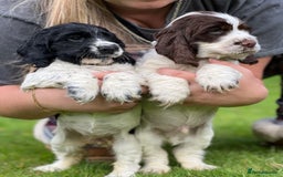 Cocker Spaniel dogs for sale: Beautiful Show Cocker Babies - Image 7