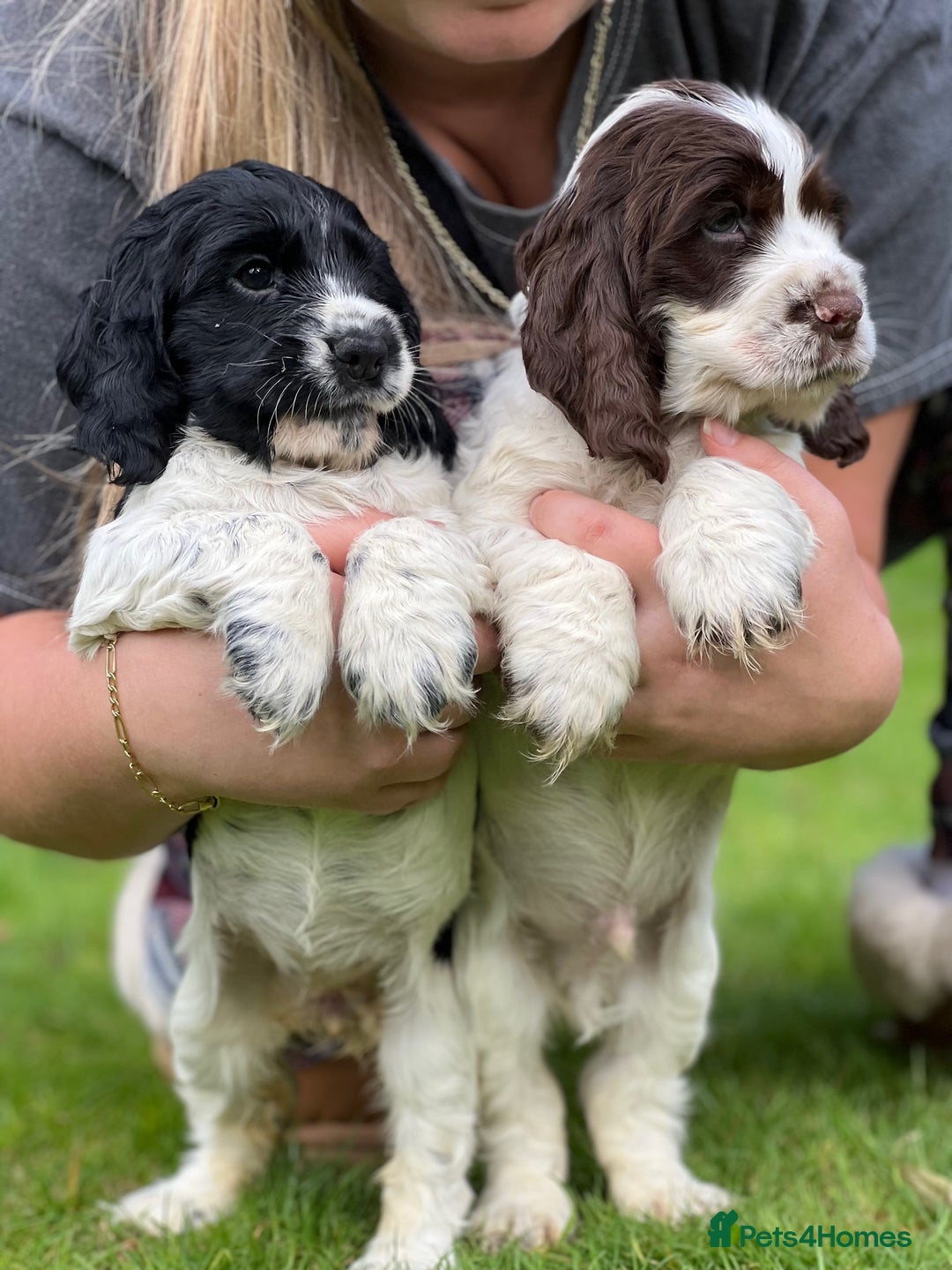 Cocker Spaniel dogs for sale: Beautiful Show Cocker Babies - Image 7