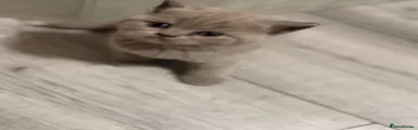 British Shorthair Kitten 1
