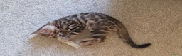 Bengal cats for sale: Female Bengal kittens x3 TICA registered  - Advert 14