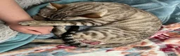 Bengal cats for sale: LaRusso–Stunning Young Snow Bengal w/ Blue Eyes - Advert 7