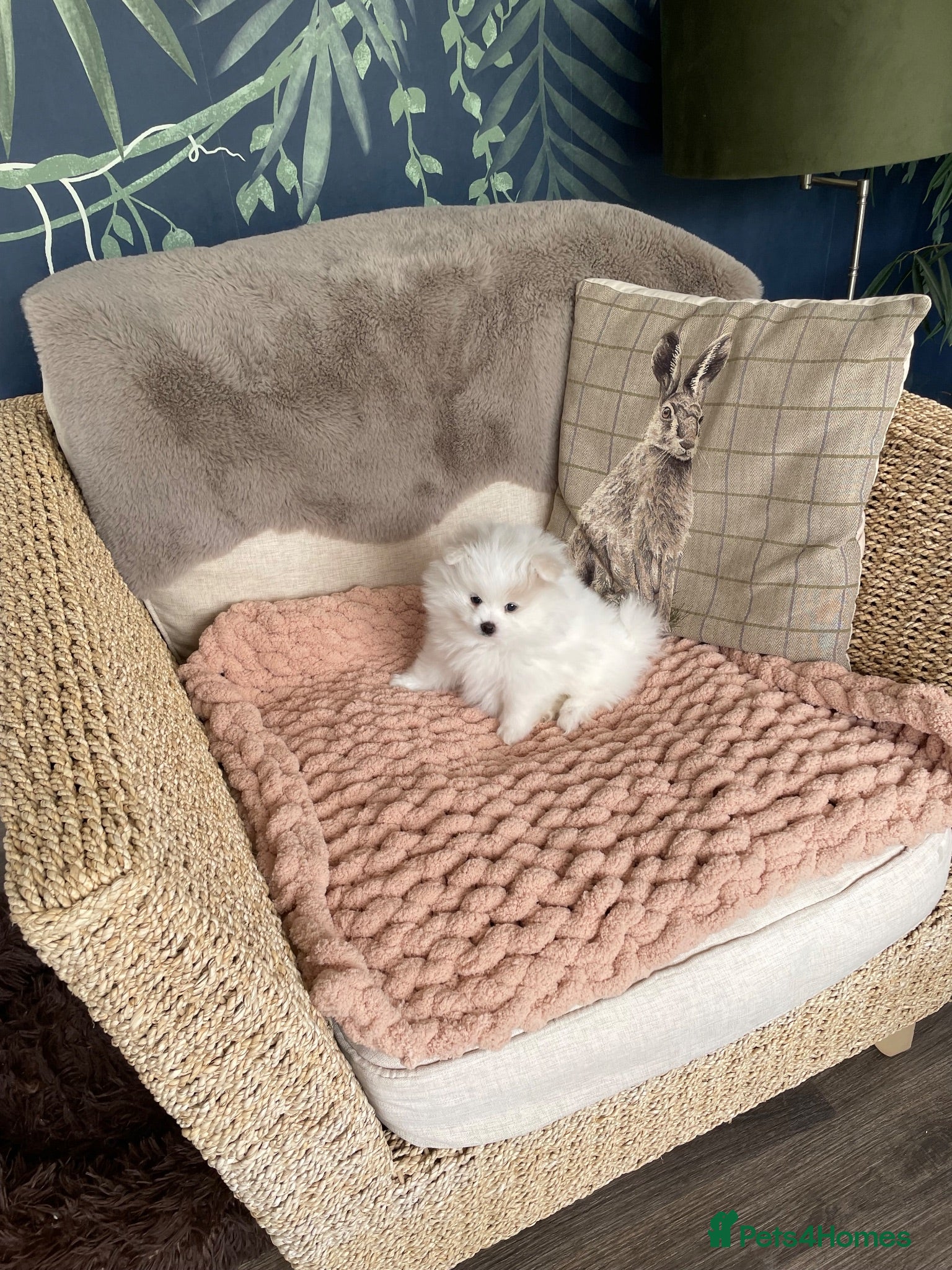 Pomeranian dogs Stunning KC Registered Pomeranians  - Advert 3