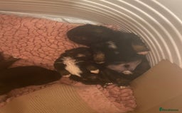 Shih Tzu dogs for sale: Stunning shih tzu puppies - Image 4