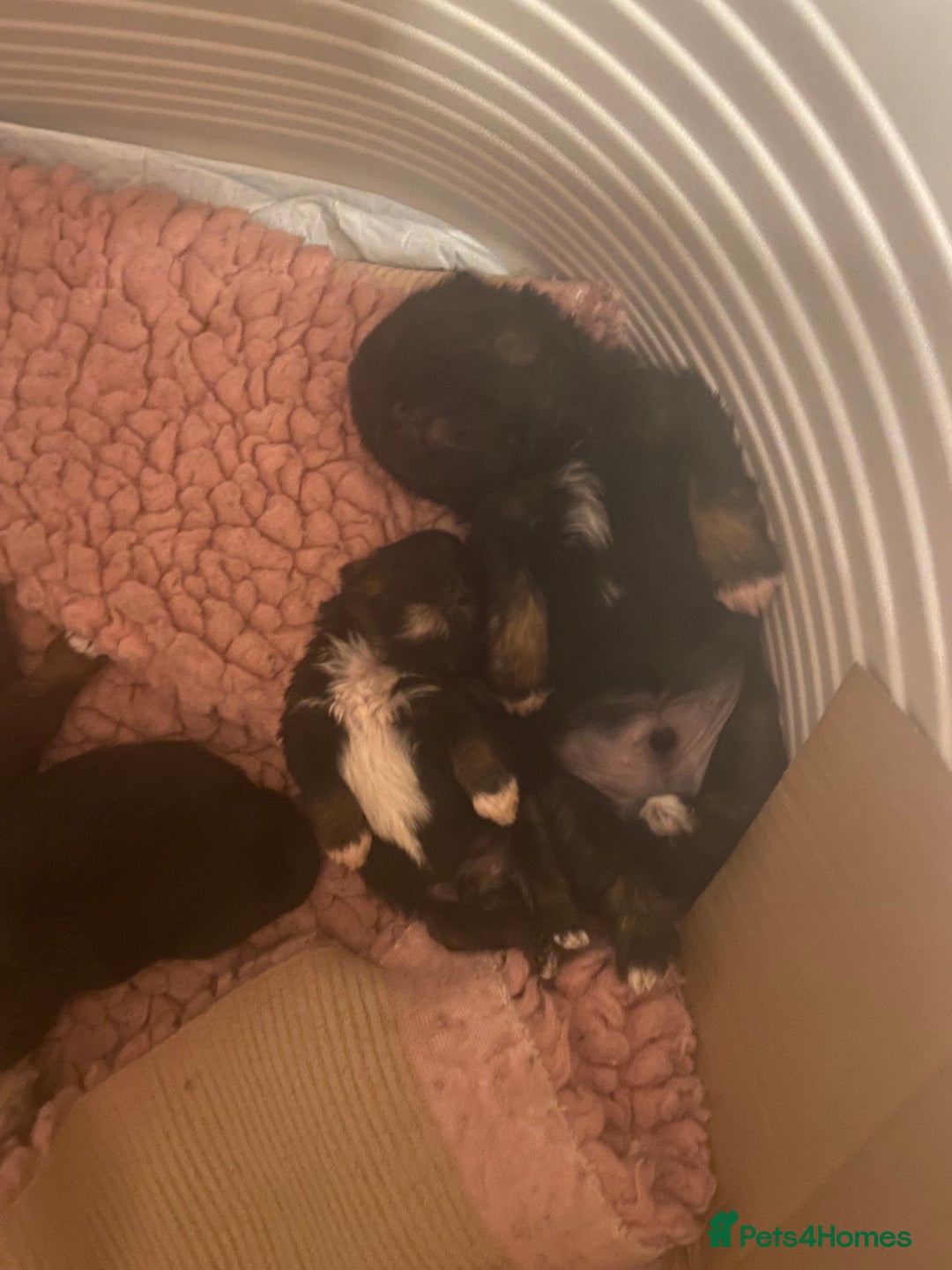 Shih Tzu dogs for sale: Stunning shih tzu puppies - Image 4