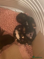 Shih Tzu dogs Stunning shih tzu puppies - Advert 3