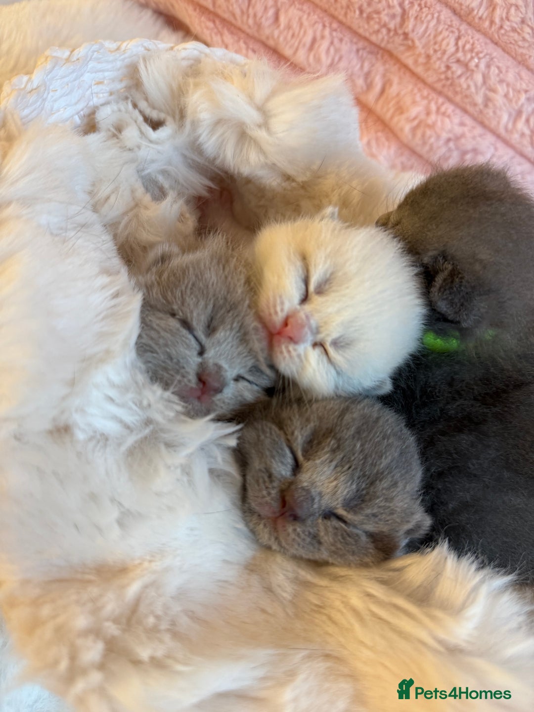 British Shorthair cats for sale: Pure British shorthair Champion line 😻🥇🏆 - Image 1