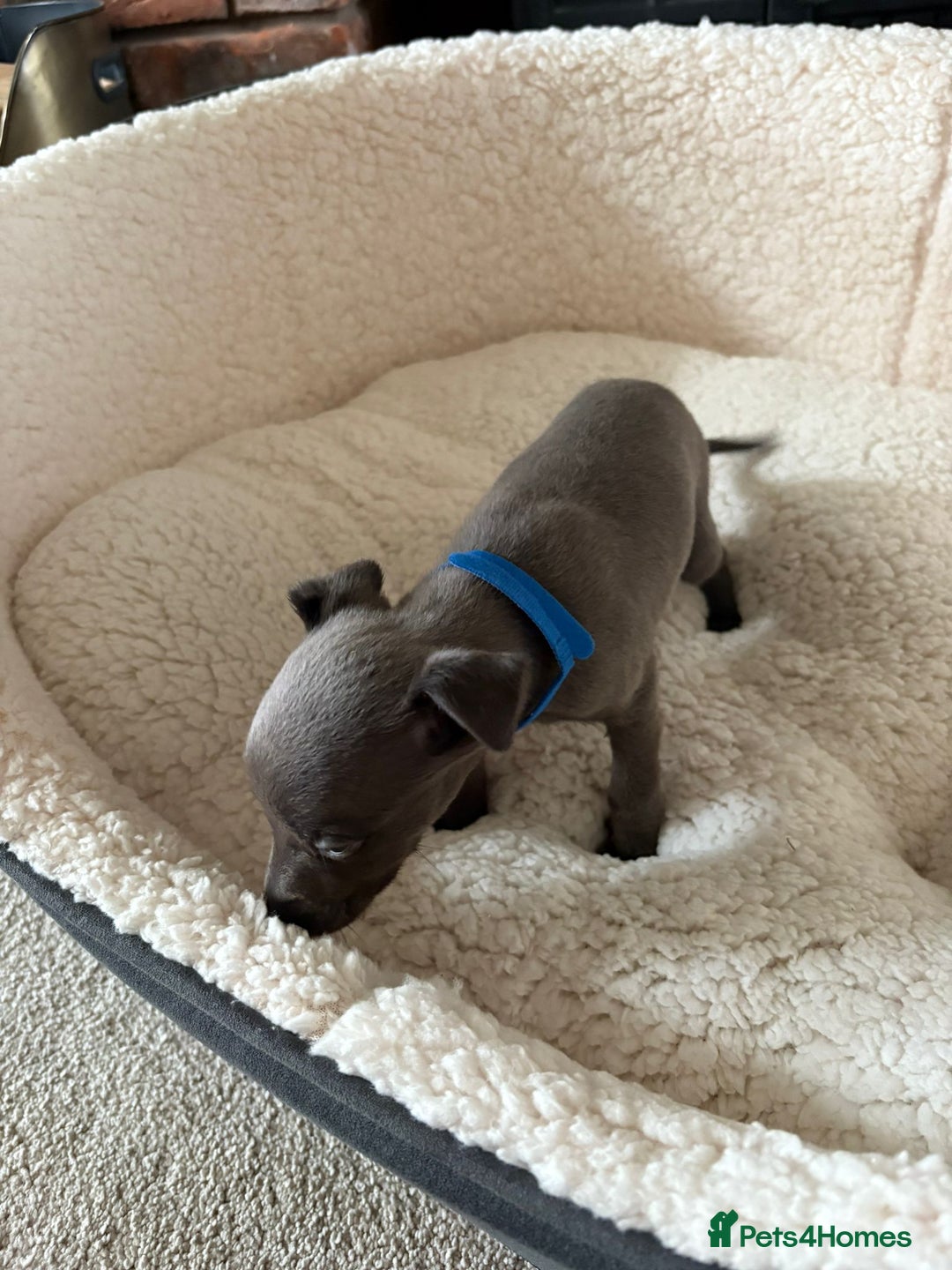 Whippet dogs for sale: KC registered BLUE whippet puppies 100% show type  - Advert 9