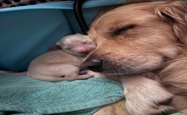 Golden Retriever dogs - Advert 3