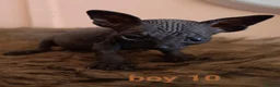 Sphynx cats for sale: Beautiful Sphynx kittens for sale in Leeds - Advert 29