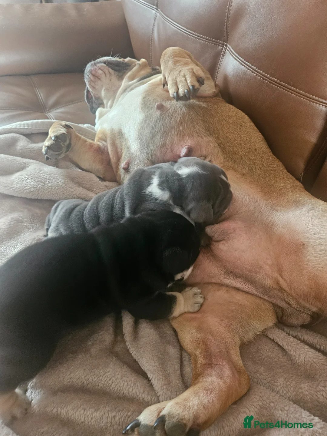 English Bulldog dogs for sale: Stunning 4week old male black tri english bulldog  - Advert 10