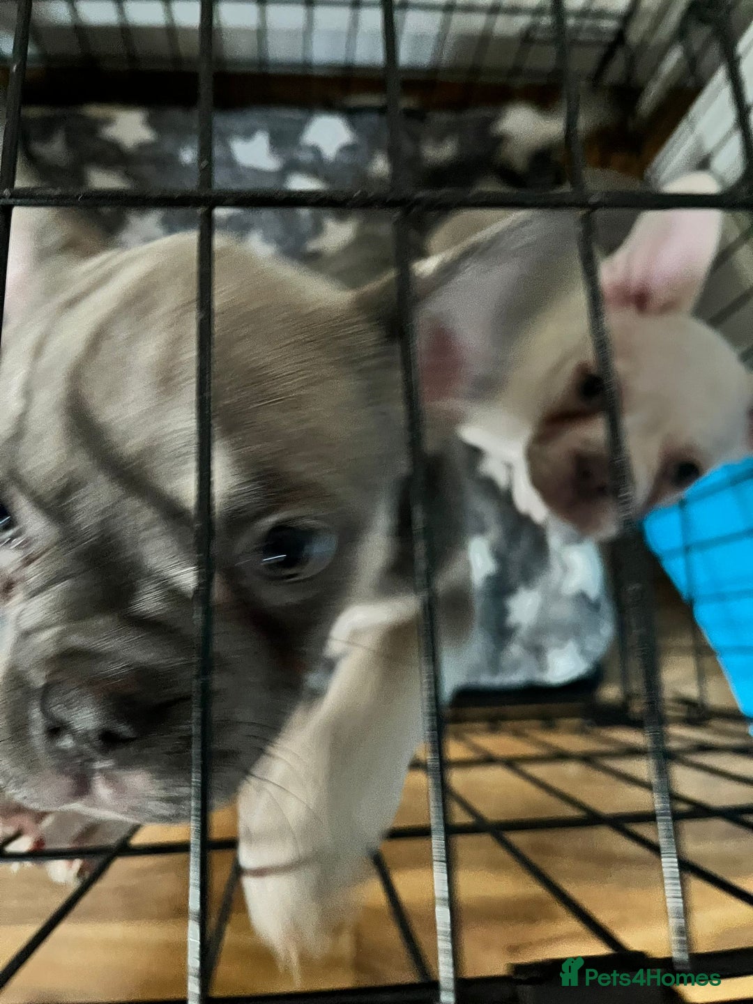 French Bulldog dogs for sale: DESTINY, TRINITY AND MYSTERY - Advert 4