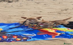 Chihuahua dogs for sale: EXCELLENT BLOODLINE SMOOTHCOAT CHIHUAHUA PUPPIES - Image 1