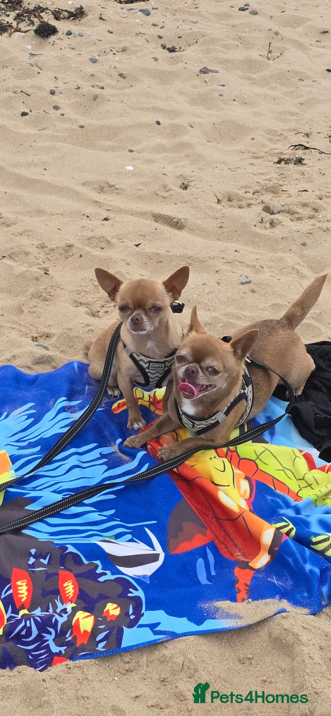 Chihuahua dogs for sale: EXCELLENT BLOODLINE SMOOTHCOAT CHIHUAHUA PUPPIES - Image 1