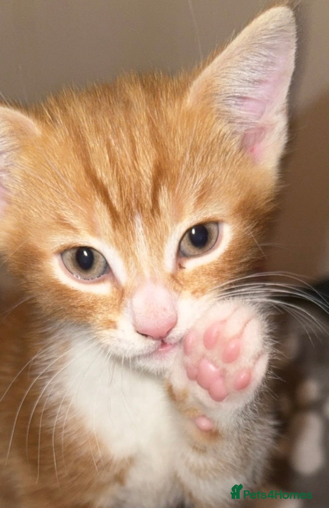 Mixed Breed cats for sale: beautiful kittens  - Advert 4