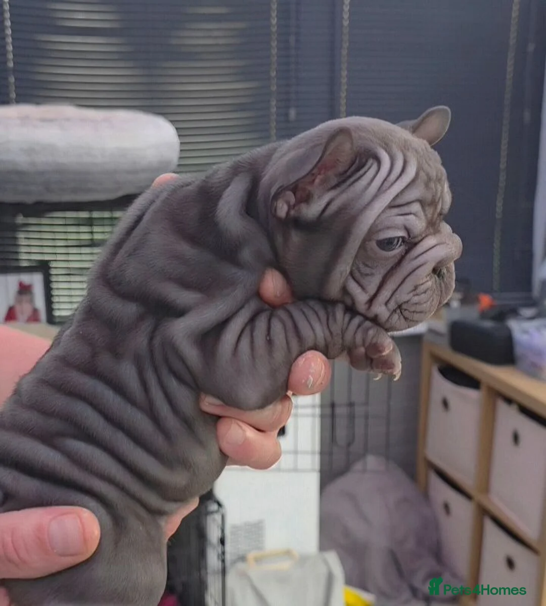French Bulldog dogs for sale: Velvet Coats French Bulldog Pups ready to leave  - Advert 1