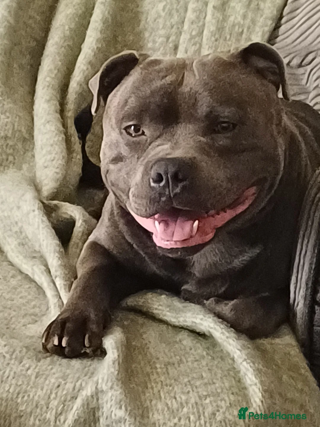 Staffordshire Bull Terrier dogs for stud: Zeus for stud, stunning fully kc blue staffy boy  - Advert 2