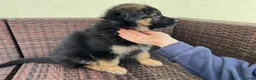 German Shepherd dogs for sale: Intelligent German Shepherd Puppies for Sale - Advert 2
