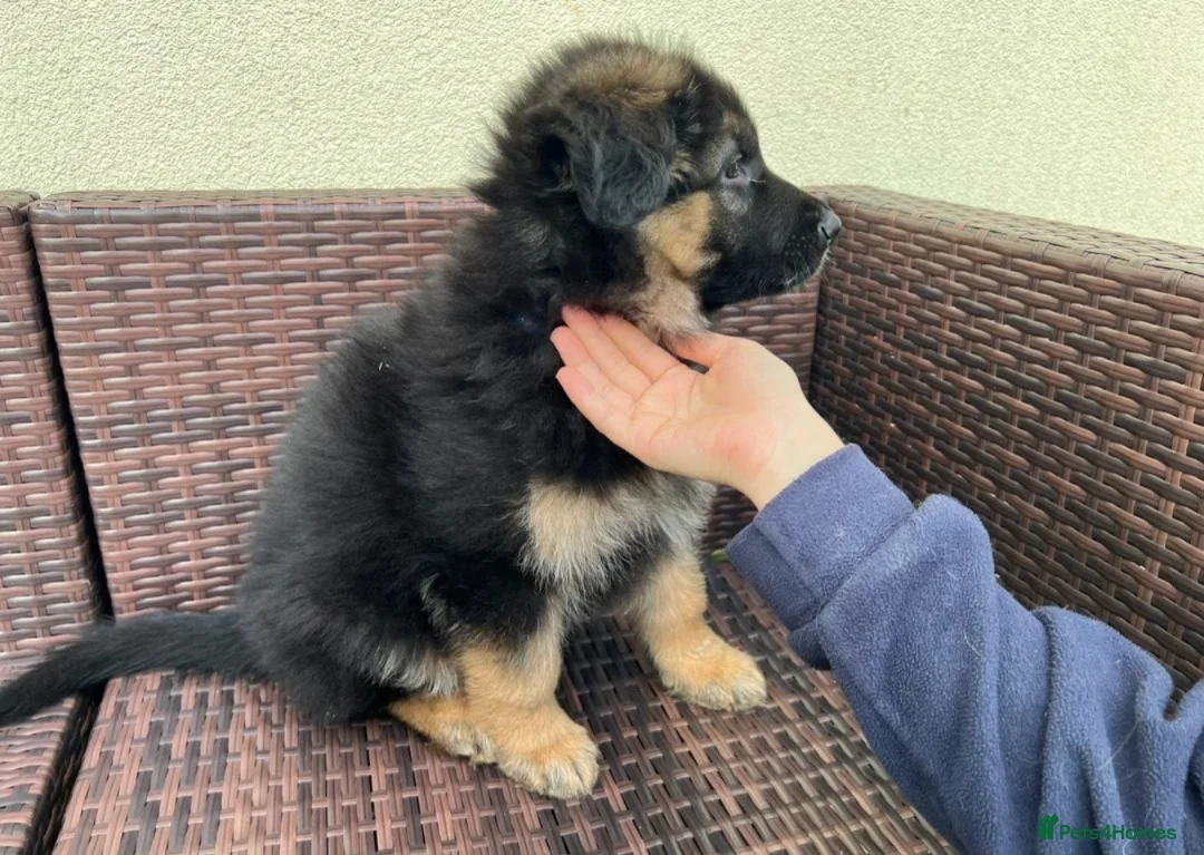 German Shepherd dogs for sale: Intelligent German Shepherd Puppies for Sale - Advert 2