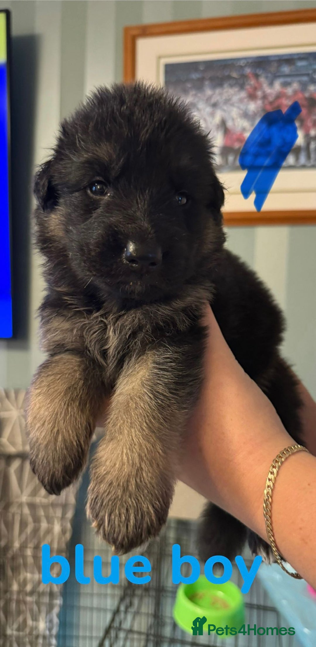 German Shepherd dogs for sale: German shepherd pedigree puppies- four weeks old. - Image 20