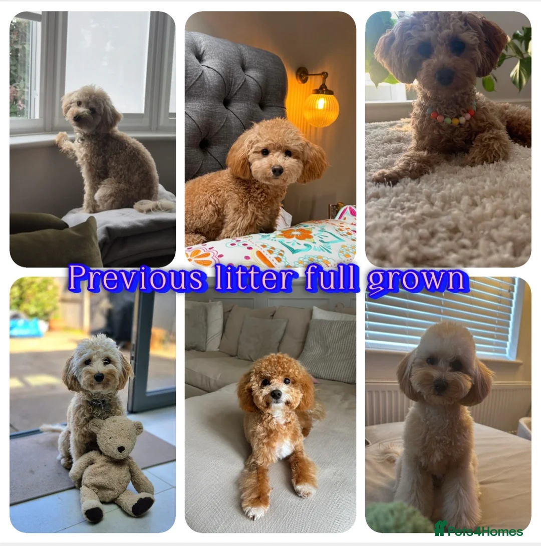 Maltipoo dogs for sale: 🐾 toy Maltipoo puppy’s 🐾 - Advert 21