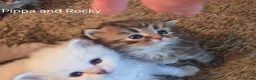Siberian cats for sale: Pure Siberian GCCF+TICA - Advert 10