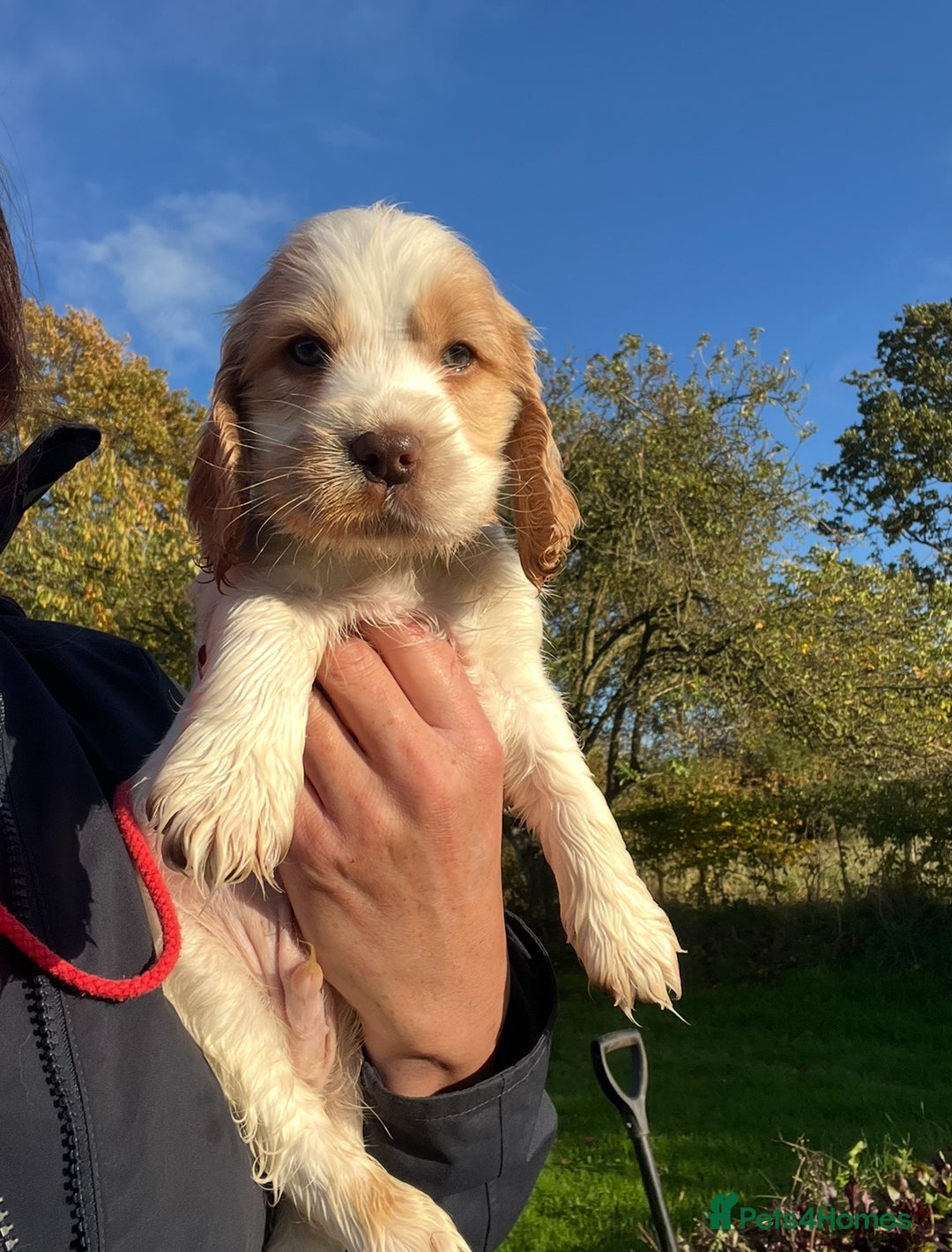 Labrador Cocker Spaniel Puppies for sale Pets4Homes