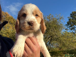 Cocker Spaniel dogs - Advert 7