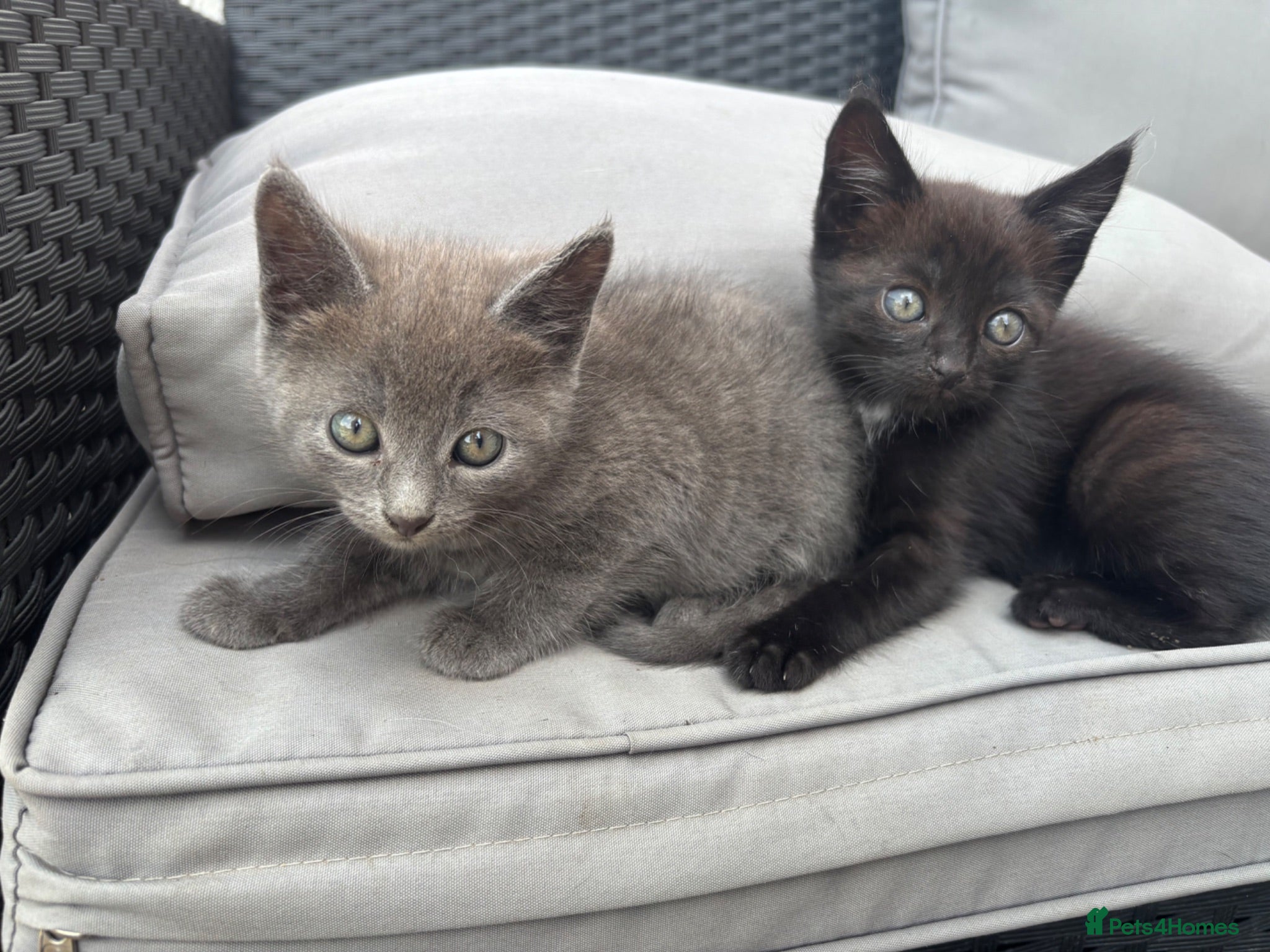 Mixed Breed cats 2 gorgeous kittens available  - Advert 15