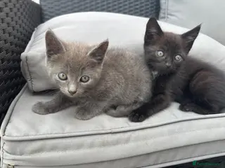Mixed Breed cats 2 gorgeous kittens available - Advert 15