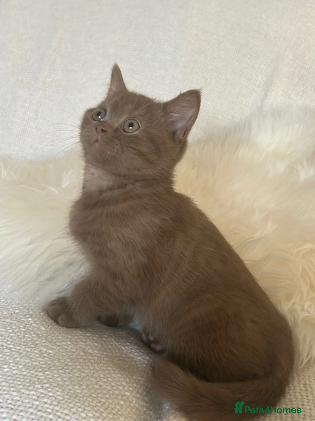 British Shorthair cats for sale: GCCF Cinnamon & Lilac BSH - Advert 2