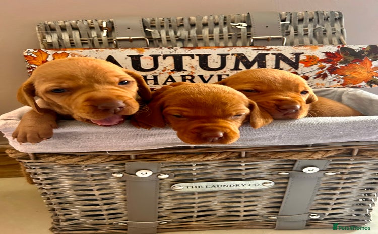 Hungarian Vizsla dogs - Advert 13
