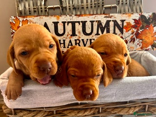 Hungarian Vizsla dogs - Advert 17