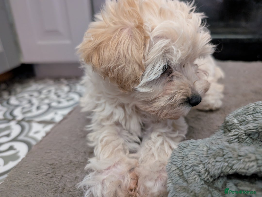 Maltipoo dogs for sale: Last Beautiful tiny female puppy available  - Image 6